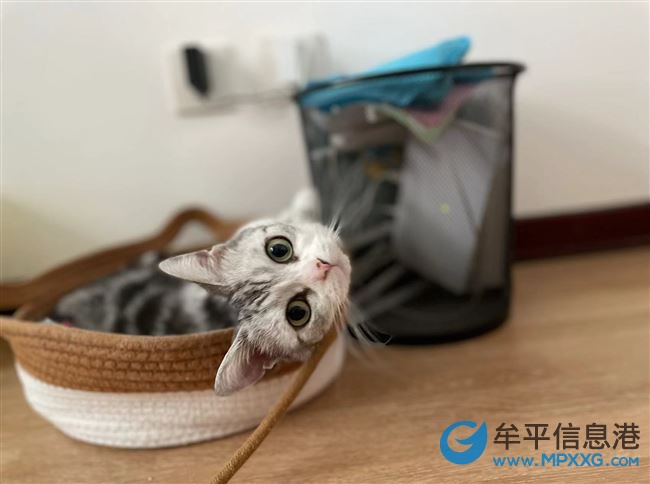 貓咪領養