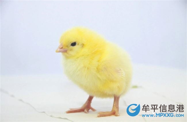 寶媽
